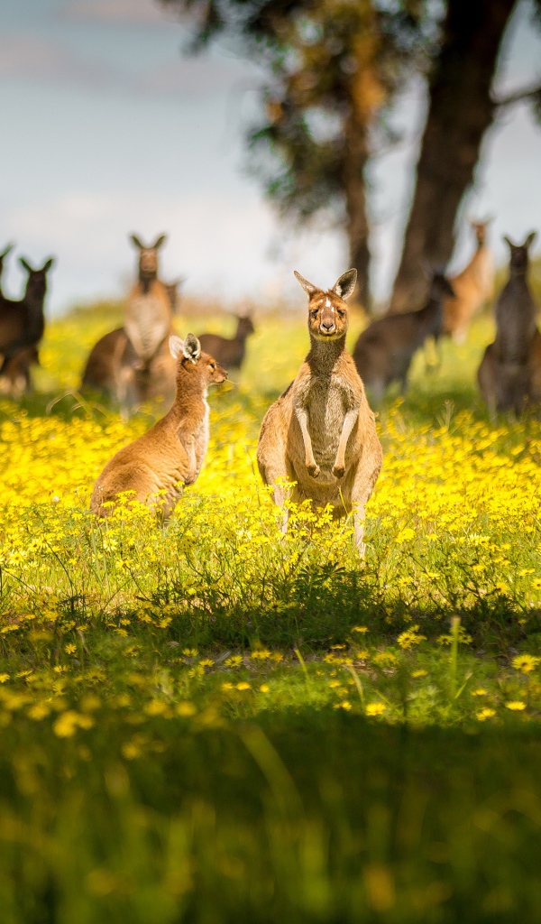 Стая кенгуру сидят на желтых цветах 