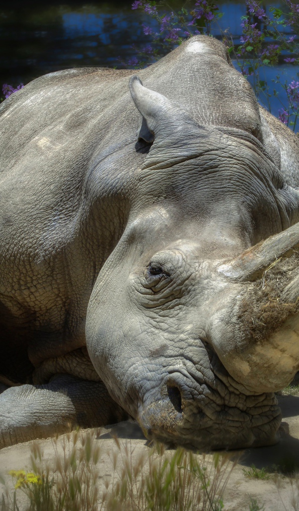 Большой носорог лежит на земле у пруда 