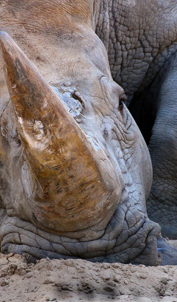 Большой носорог лежит на песке