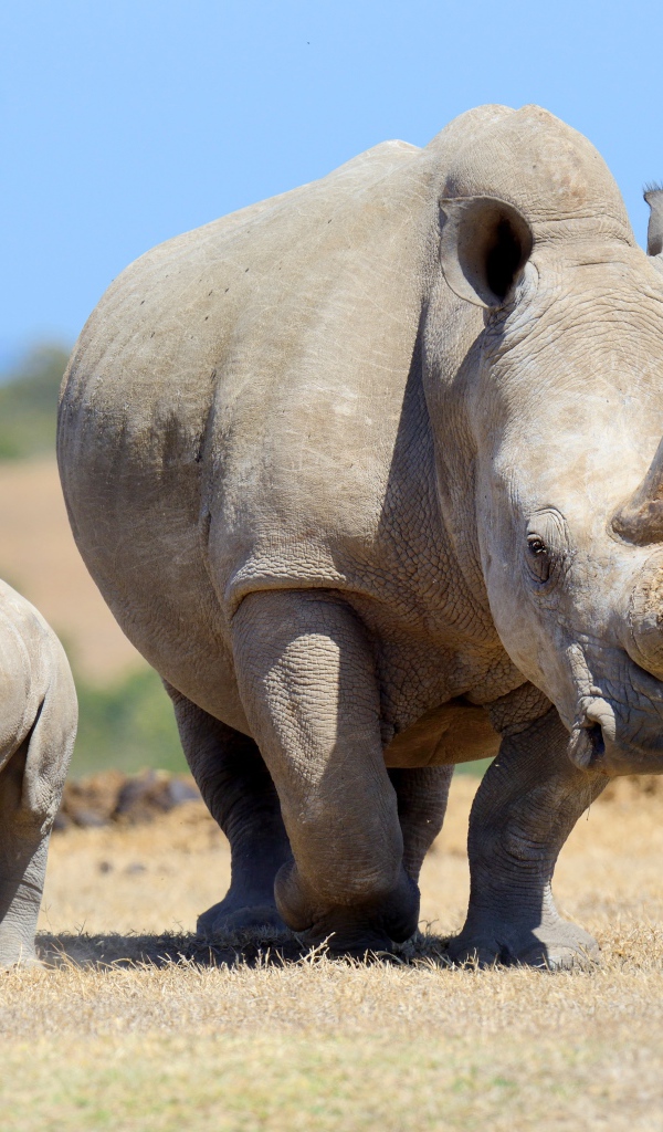 Большой носорог с детенышем идут по земле 
