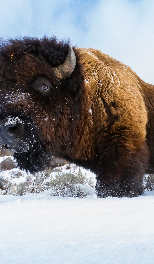 Большой сильный бизон стоит в снегу 