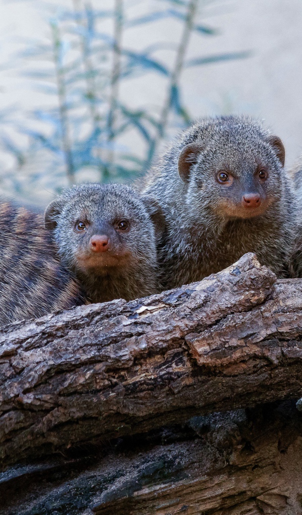 Семейство мангустов на сухом дереве 
