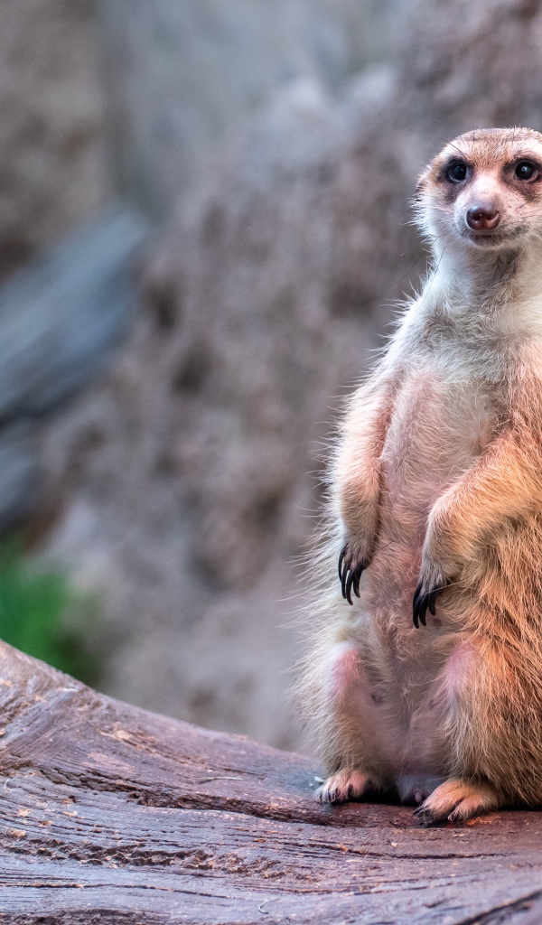 Забавный сурикат сидит на дереве 