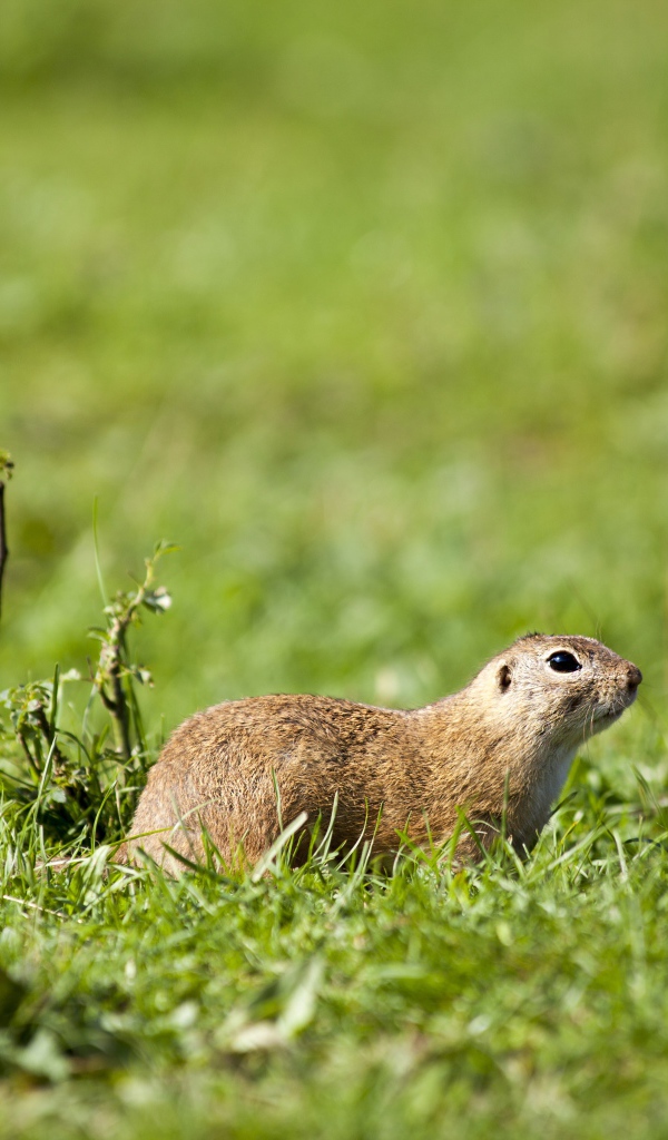 Суслик в зеленой траве 