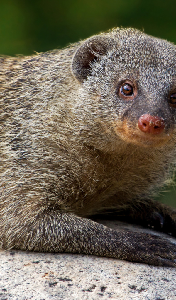 Серый мангуст лежит на камне 