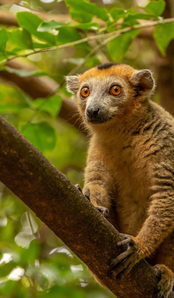 Лемур сидит на высокой ветке дерева 