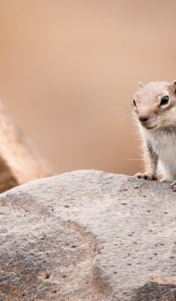 Маленький суслик сидит на камне 