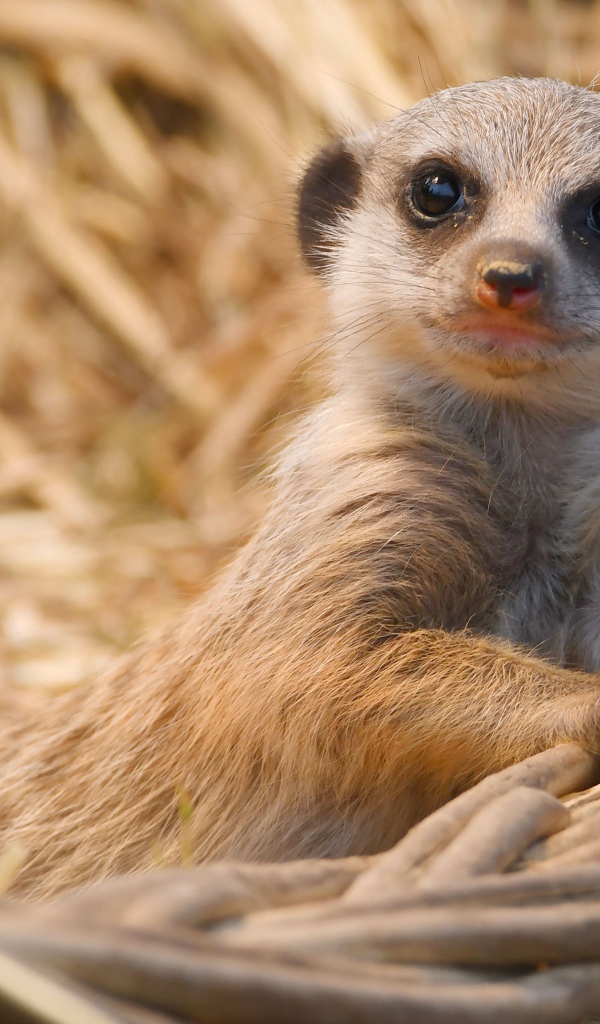 Маленький сурикат лежит в корзине