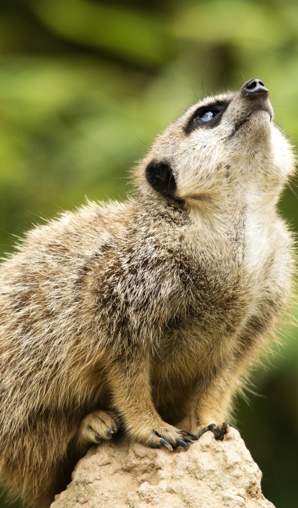 Маленький сурикат сидит на камне 