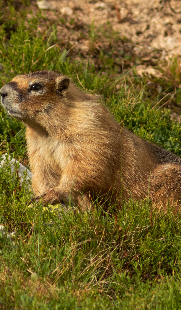 Сурок сидит на зеленой траве 