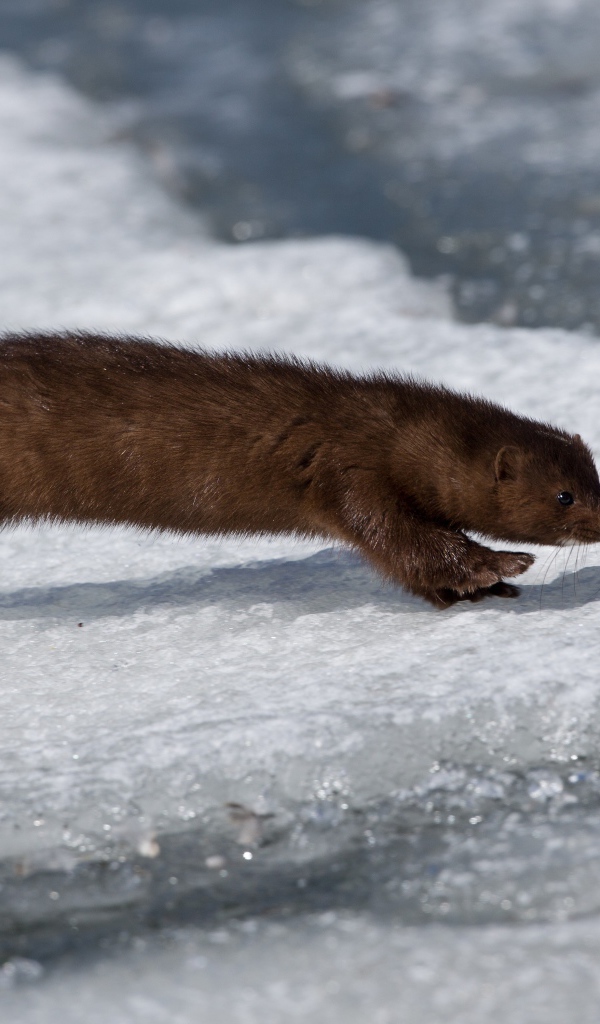 Хищная куница охотится на льду 