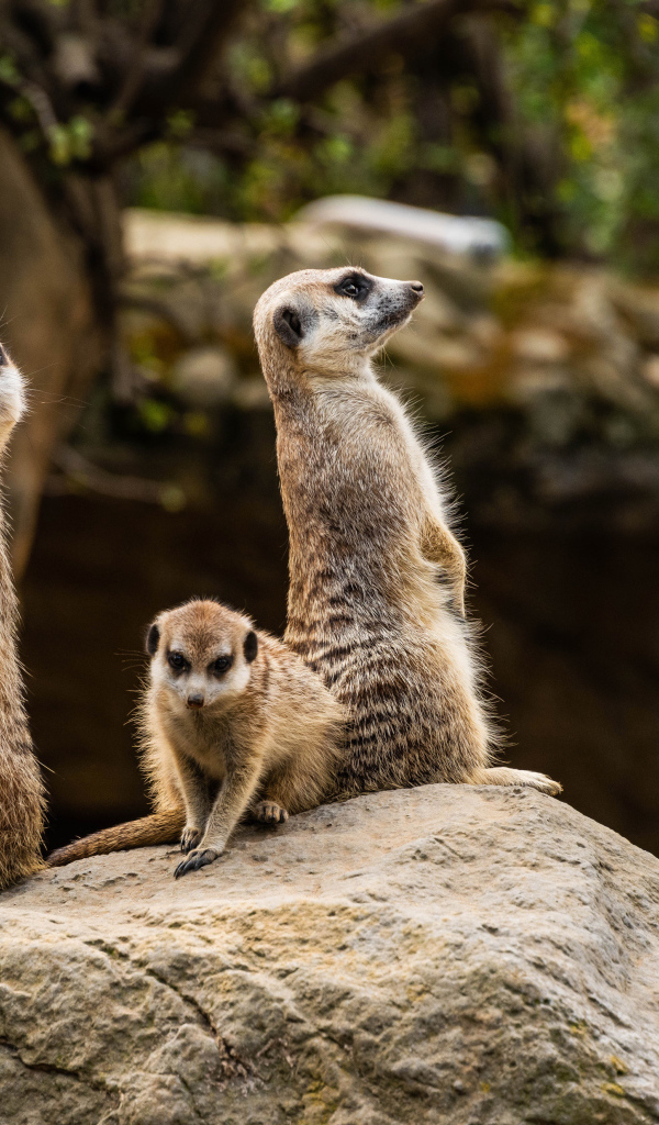 Три суриката сурикаты на камне в зоопарке