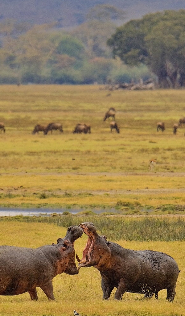Два больших гиппопотама дерутся на траве