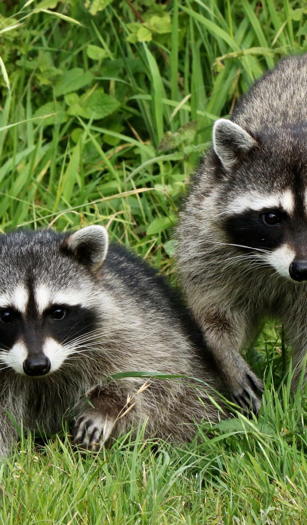 Два енота сидят в зеленой траве