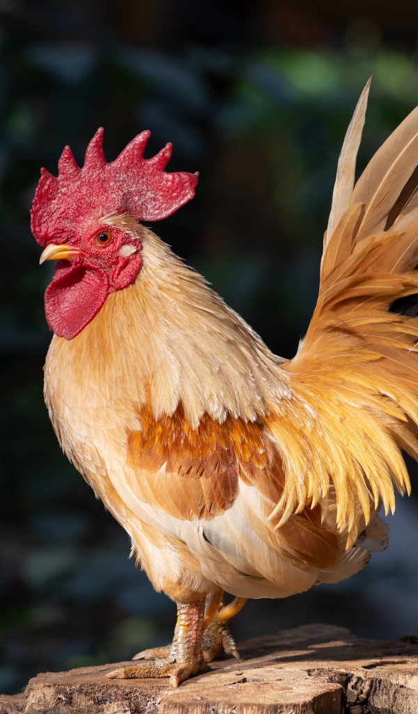 Красивый домашний петух стоит на пне в лучах солнца