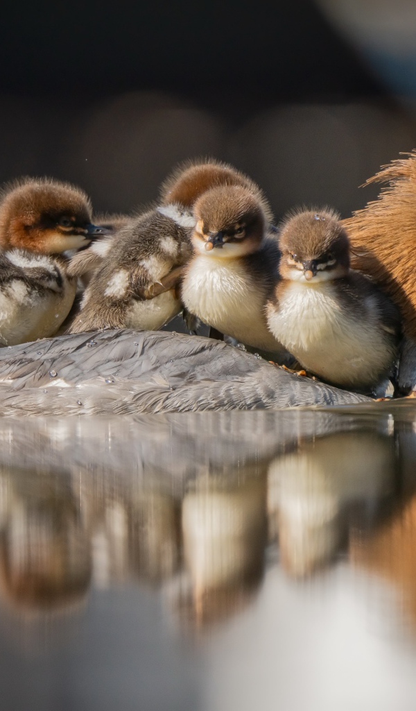 Утка с птенцами на спине плывет по воде