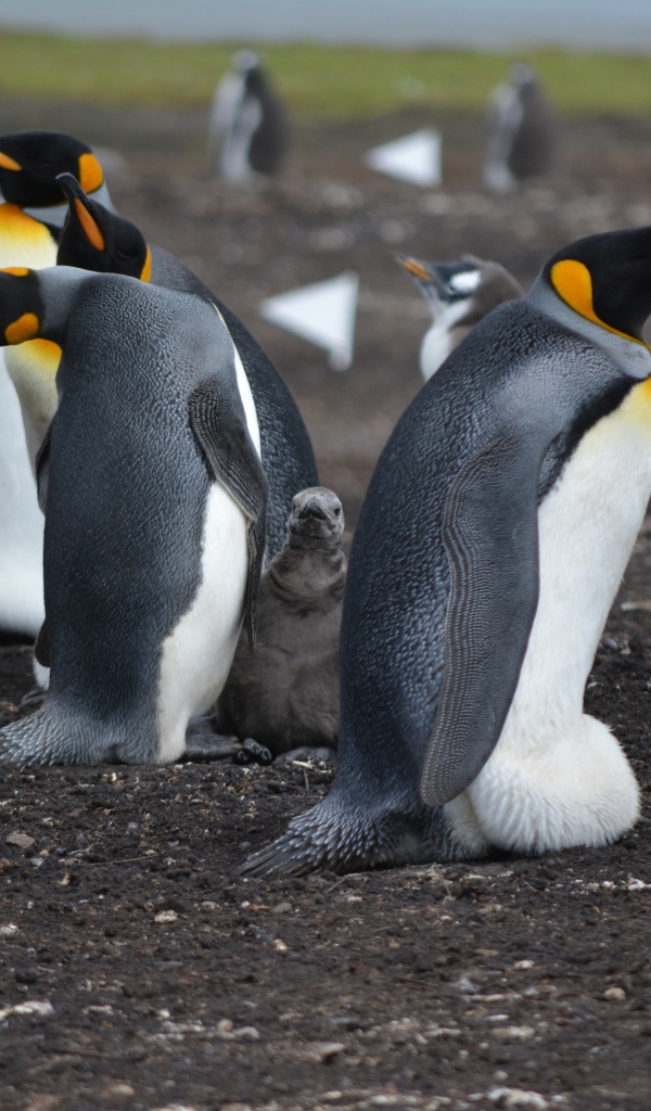 Стая пингвинов на земле 