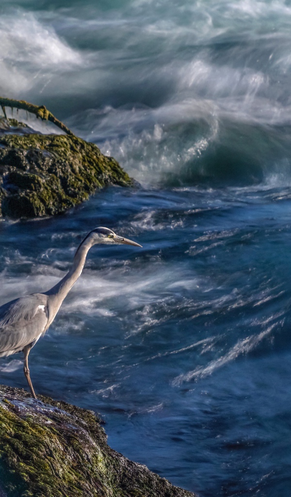Серая цапля стоит на камне у моря