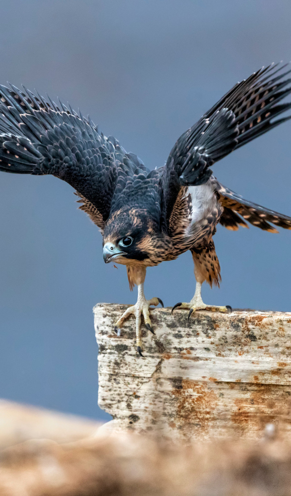 Большой сокол готовится к полету с камня 