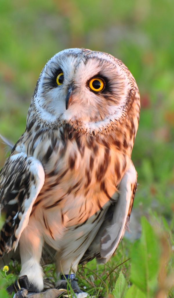 Большая серая сова с желтыми глазами сидит на траве