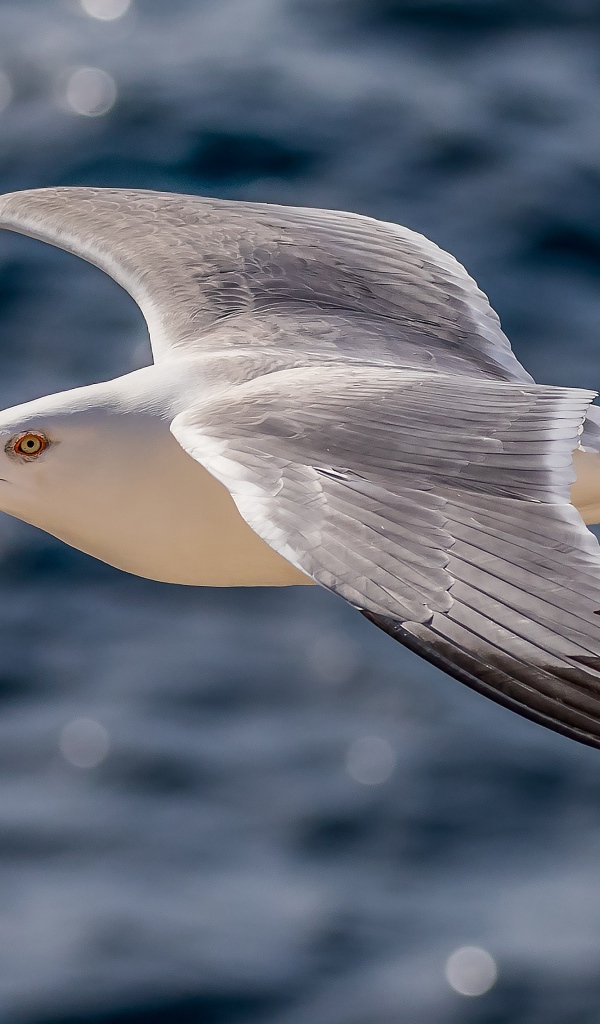 Большая серая чайка летит над водой