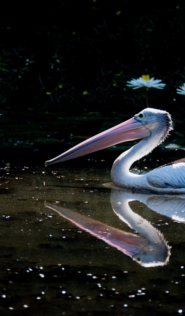 Большой пеликан плавает в пруду с белыми водяными лилиями