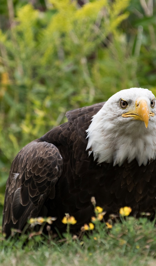 Большой хищный белоголовый орлан сидит в траве