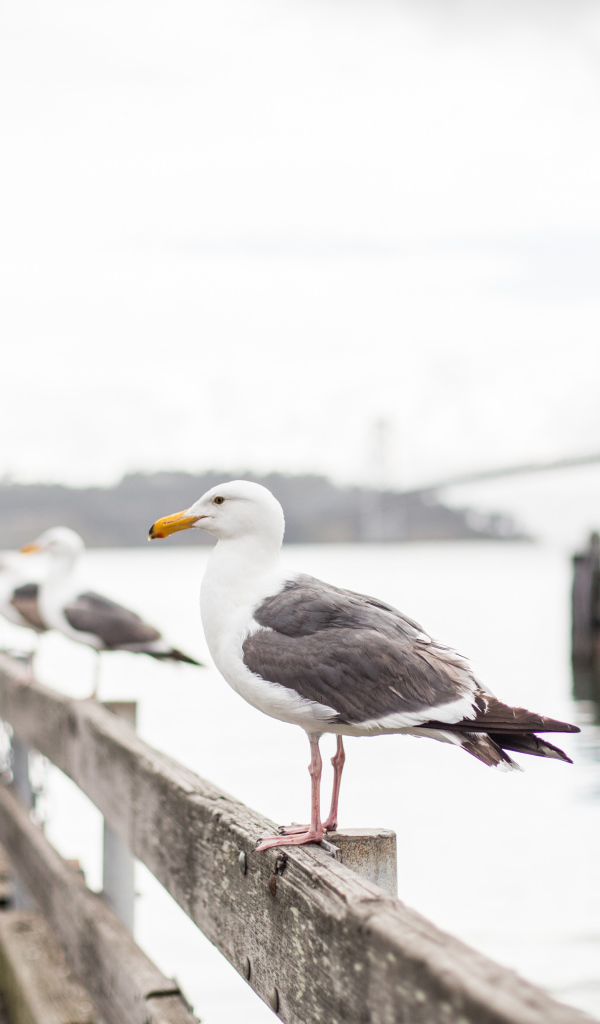A large sea gull sits in a railing by the sea
