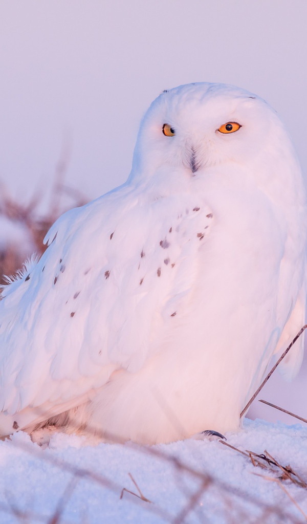 Большая белая сова с желтыми глазами сидит на снегу