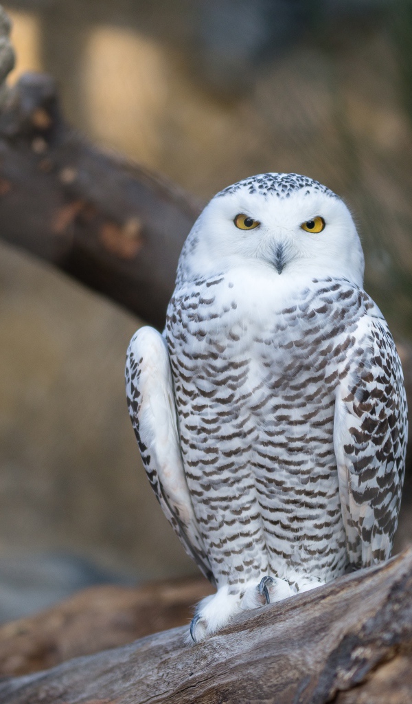 Большая белая сова с желтыми глазами сидит на дереве 