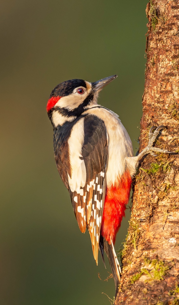 Большой дятел сидит на покрытом мхом дереве 