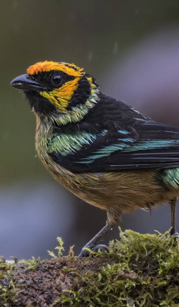Маленькая птичка сидит на покрытой мхом ветке