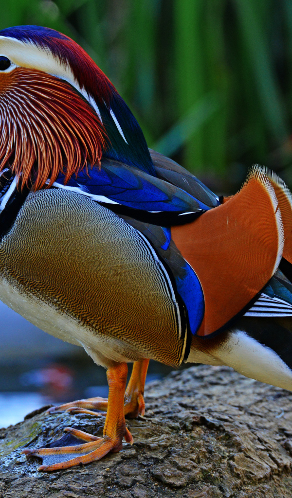 Разноцветная уточка мандаринка сидит на берегу озера