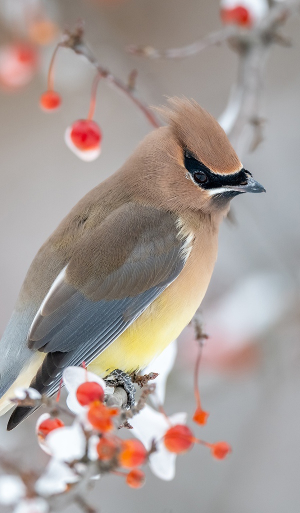 Американский свиристель на ветке дерева зимой