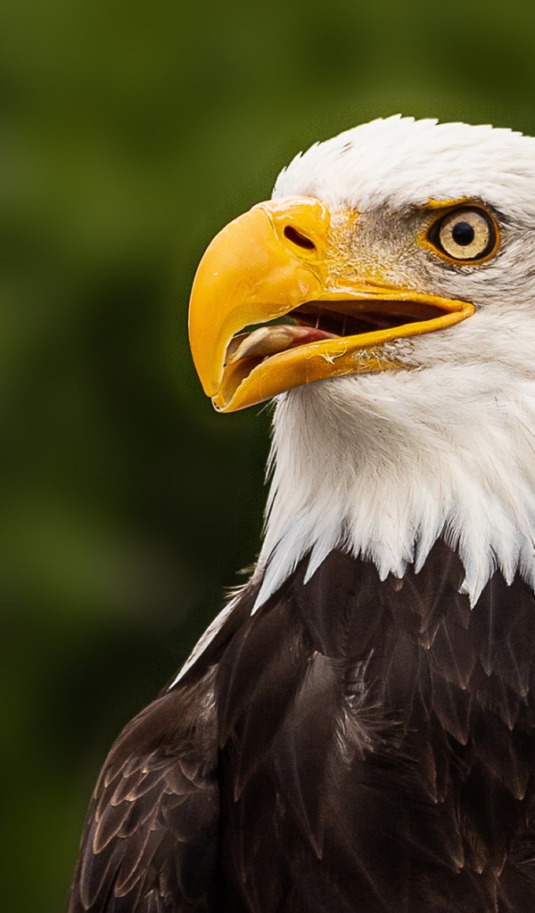 Голова белоголового орлана с открытым клювом 