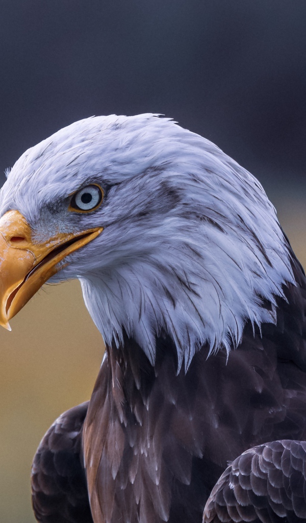 Голова белоголового орлана с острым желтым клювом