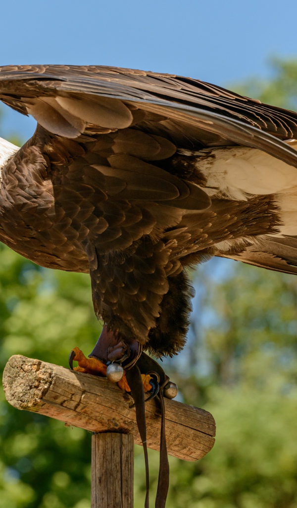 Белоголовый орлан расправил крылья