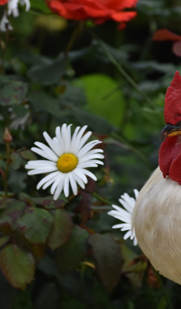 Красивый большой домашний петух на фоне роз
