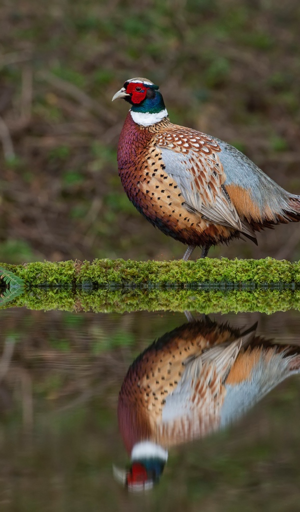 Красивый разноцветный фазан стоит у воды с подснежниками