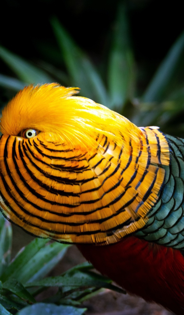 Красивый разноцветный золотой фазан в зеленых листьях 