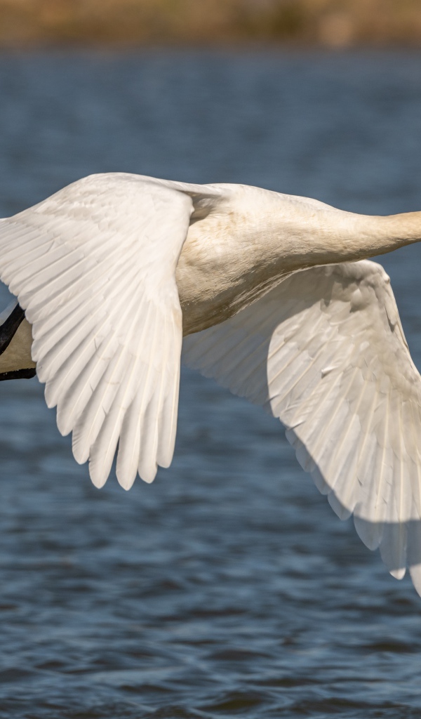 Красивый белый лебедь летит над озером