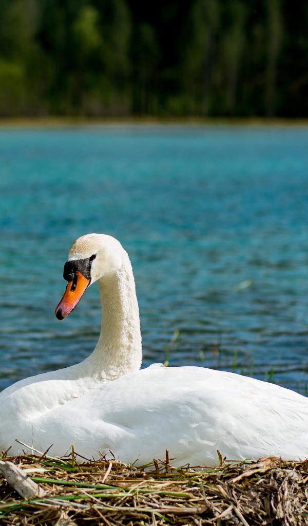 Красивый белый лебедь в гнезде у озера