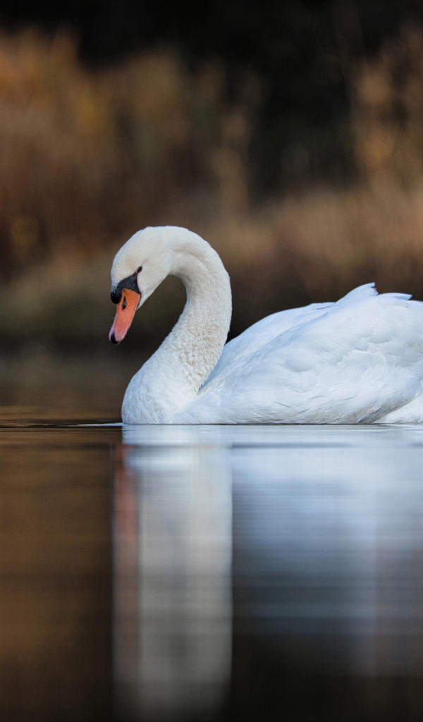 Красивый белый лебедь в спокойной воде озера 
