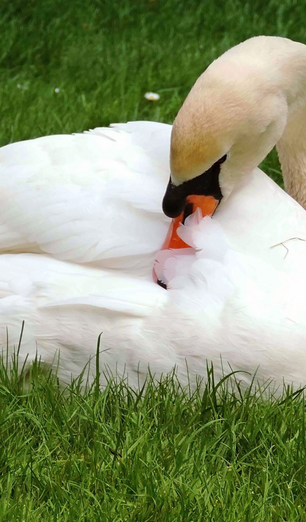 Красивый белый лебедь лежит на зеленой траве 