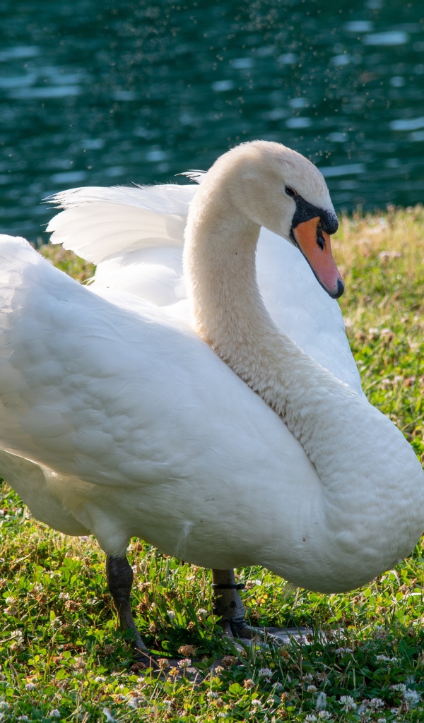 Красивый белый лебедь на траве у пруда