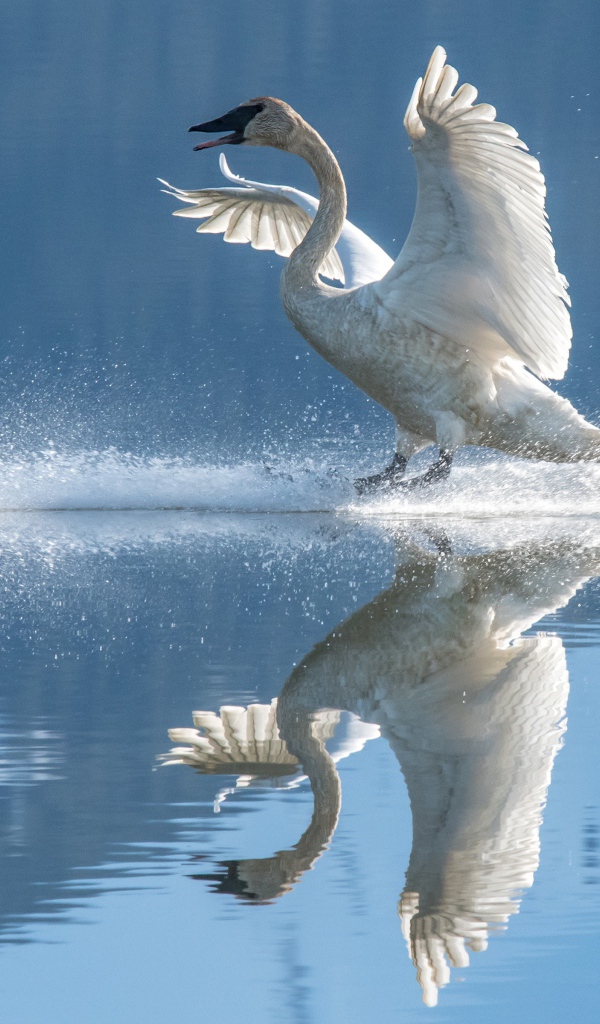 Красивый белый лебедь садится на воду