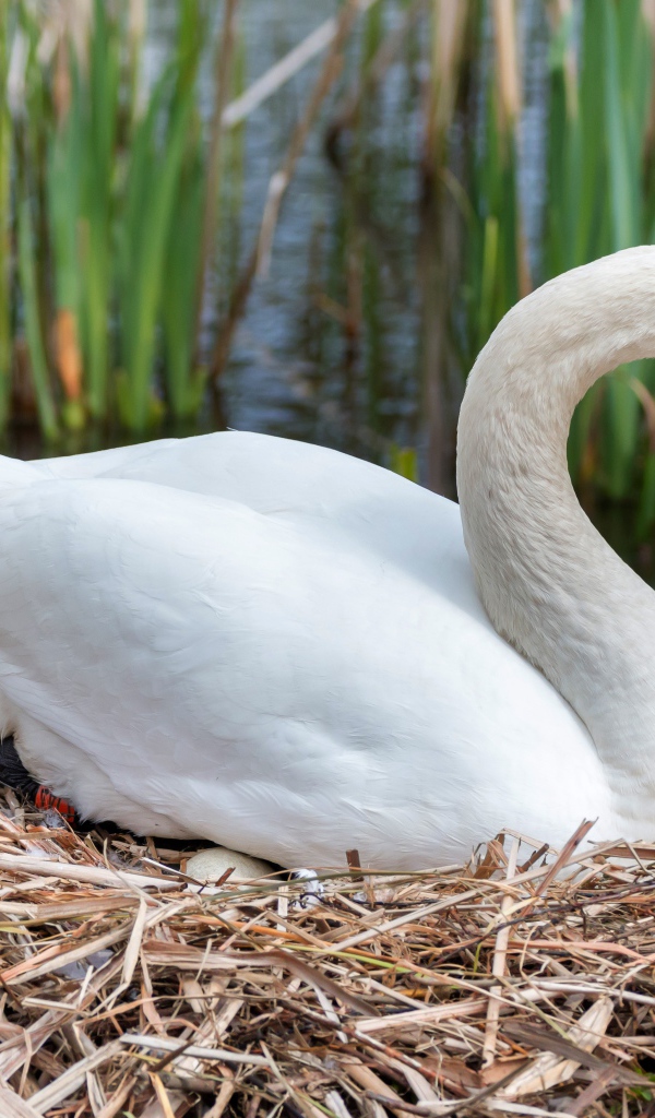 Красивый белый лебедь сидит с яйцами на гнезде