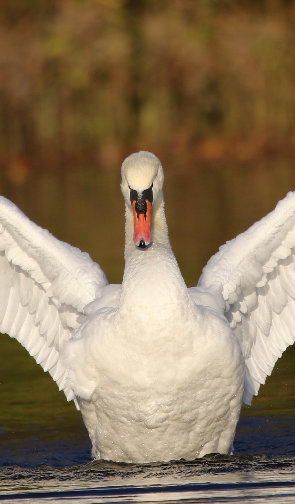 Красивый белый лебедь расправил крылья в пруду 