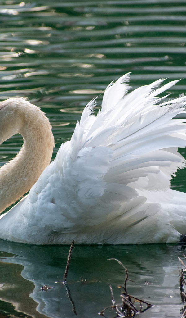 Красивый белый лебедь плавает в пруду 
