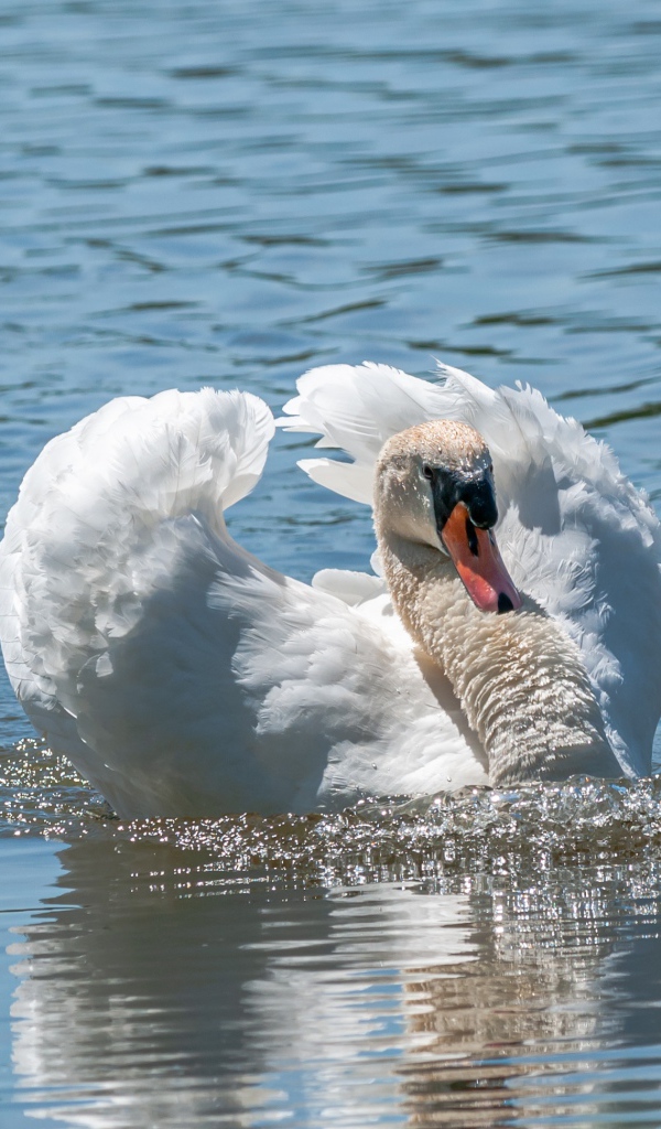 Красивый белый лебедь плавает в воде